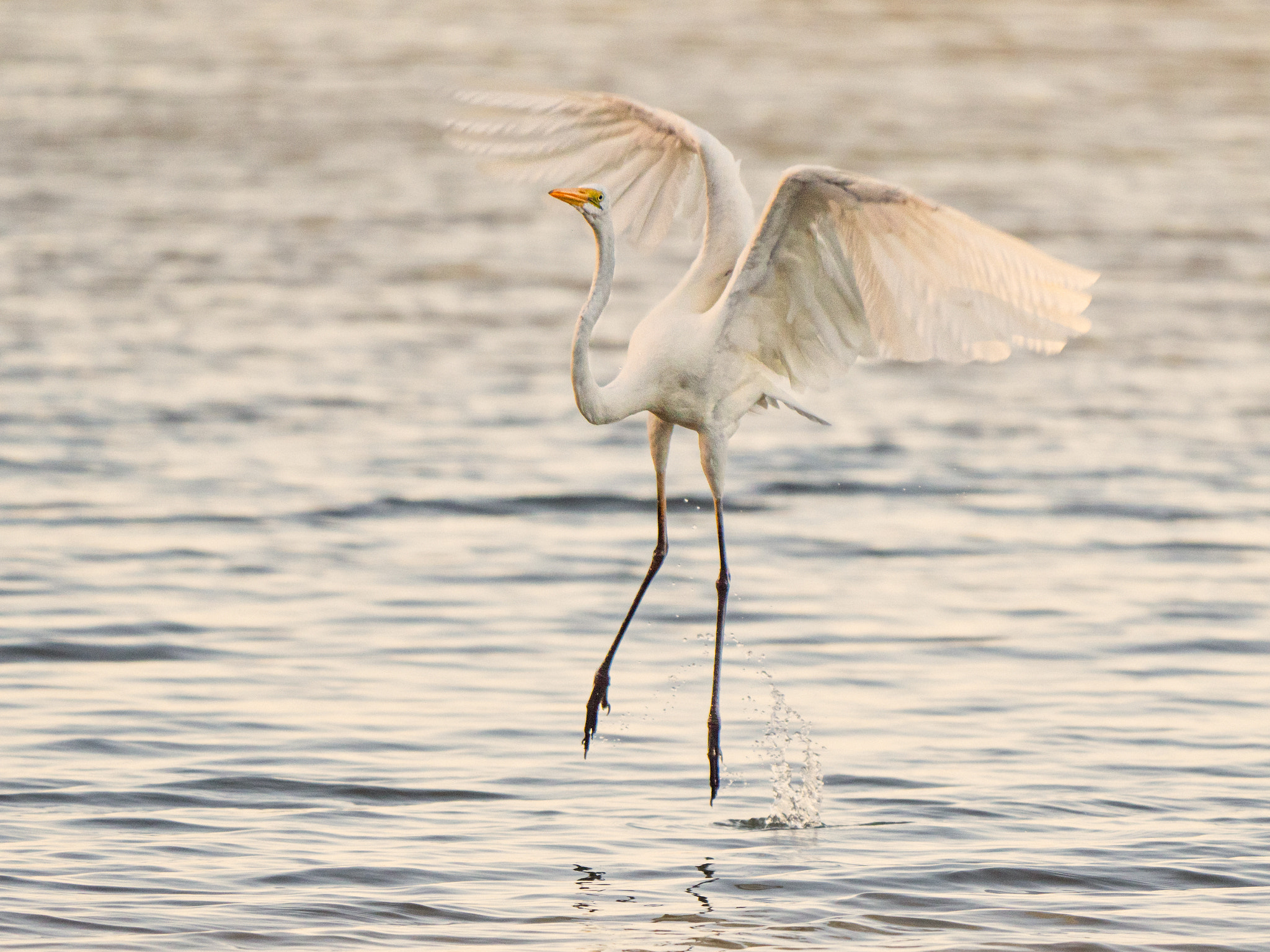 Great Egret by Paul Amyes on 500px.com