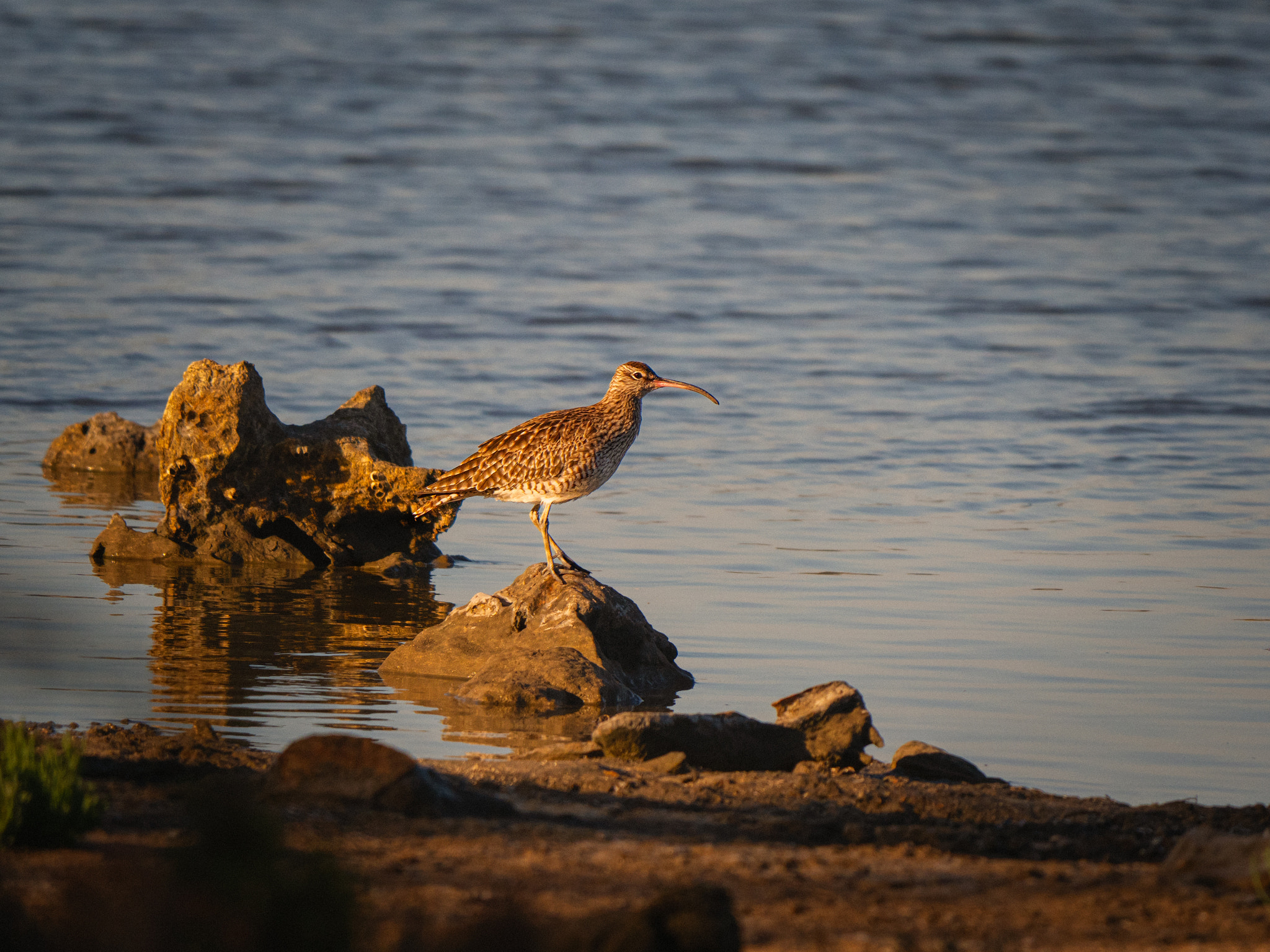 Whimbrel by Paul Amyes on 500px.com
