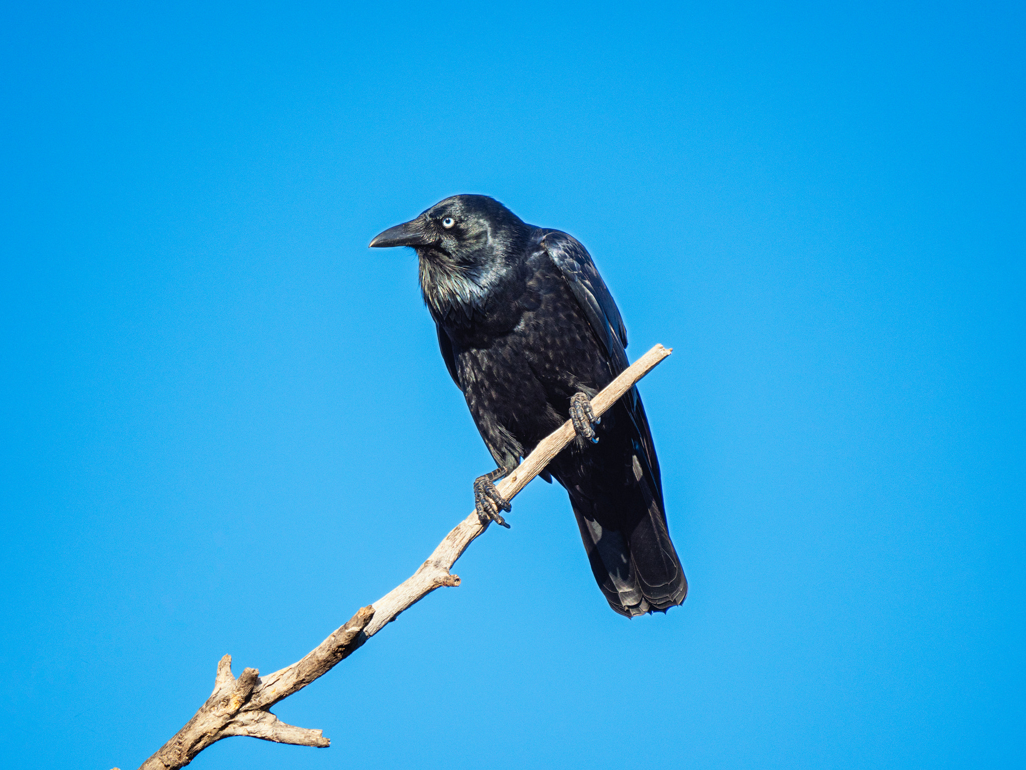 Waardong by Paul Amyes on 500px.com