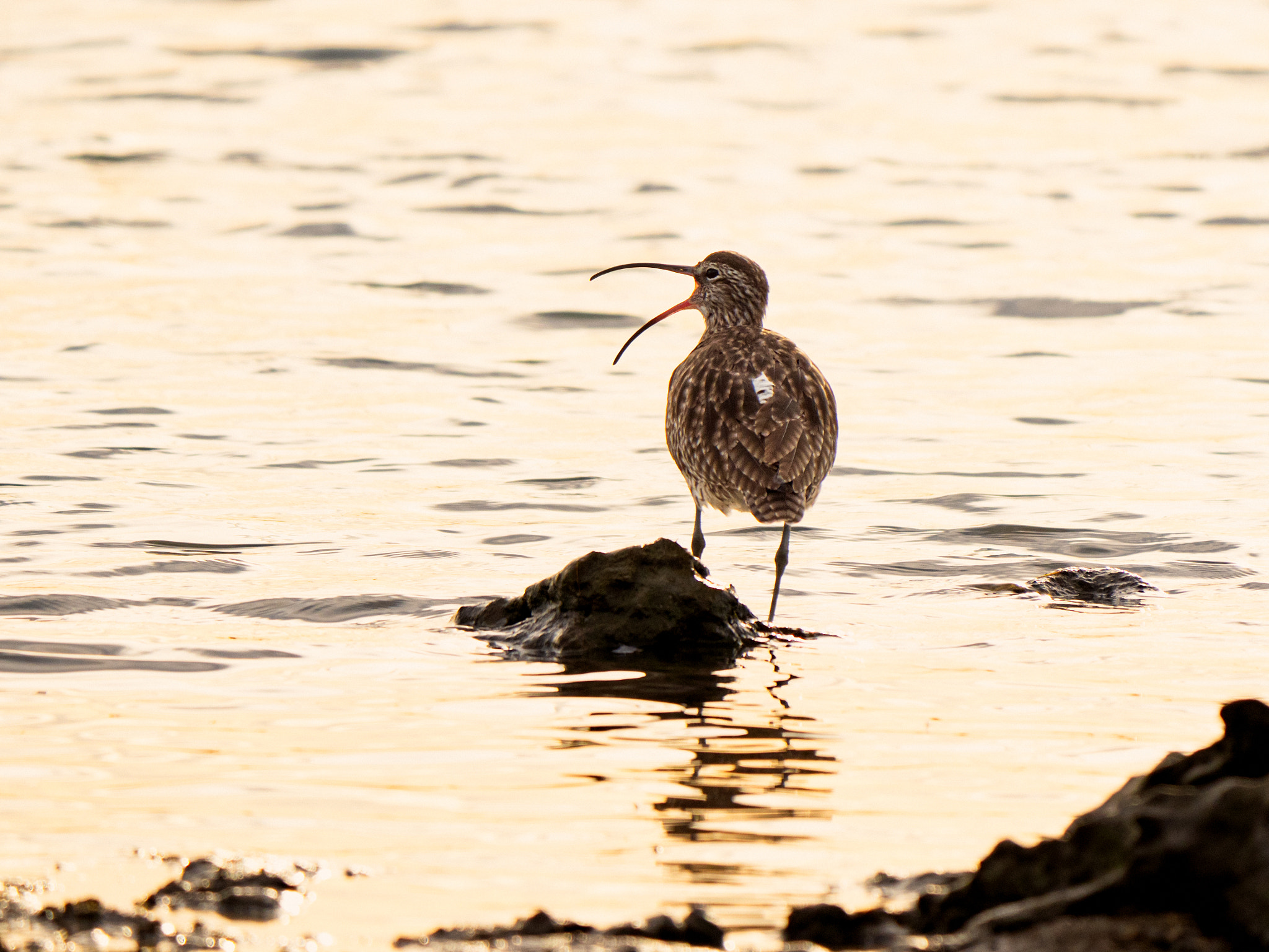 Whimbrel by Paul Amyes on 500px.com