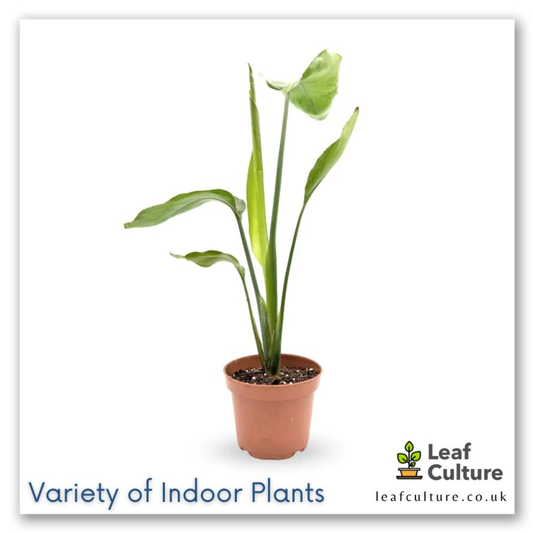 Wide Variety of Indoor Plants in the UK