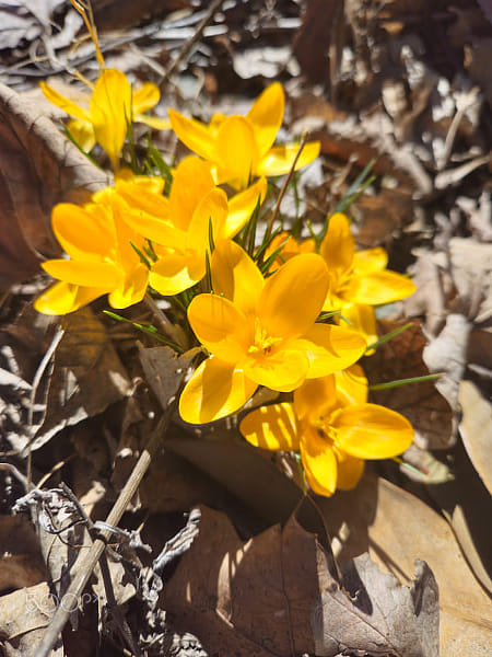 Yellow Signs of Spring by gT Comer on 500px.com