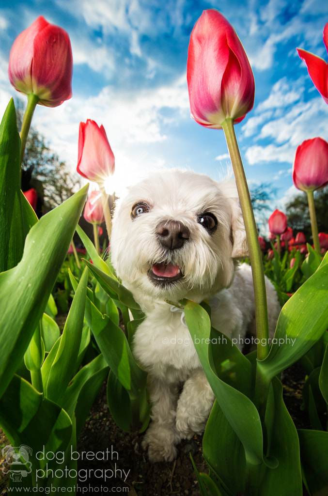 Meet One Of The Best Dog Photographers On 500px And In The World 500px