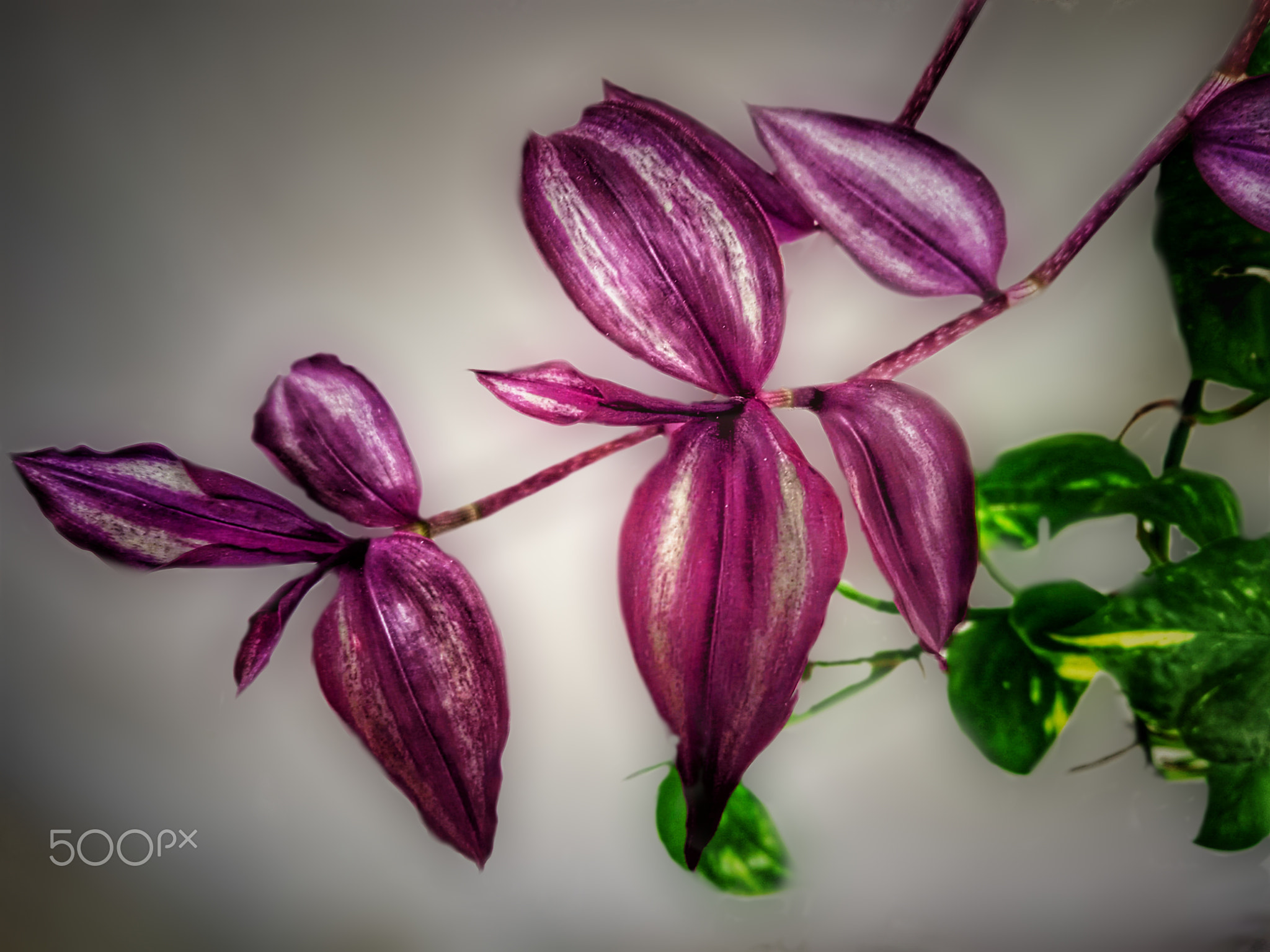 Tradescantia leaves with devil's ivy leaves in the background