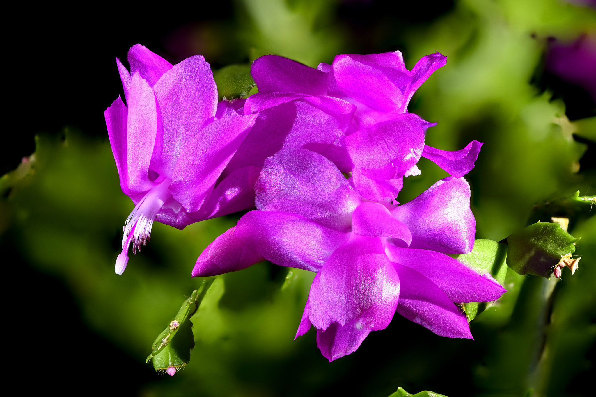 Christmas Cactus Blossom