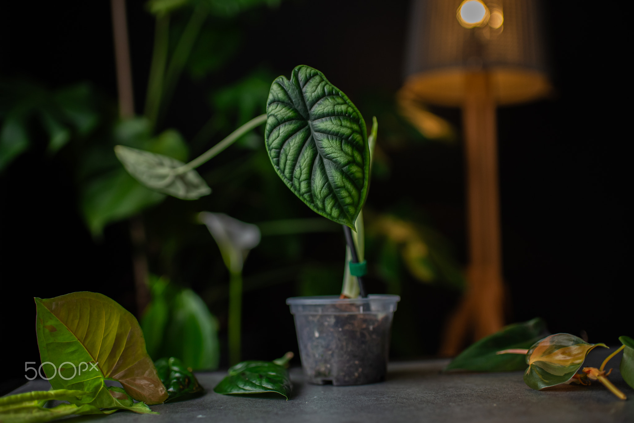 Alocasia Baginda Dragon Scale starting to bloom with a tiny white flower. Beautiful leaf of alocasia