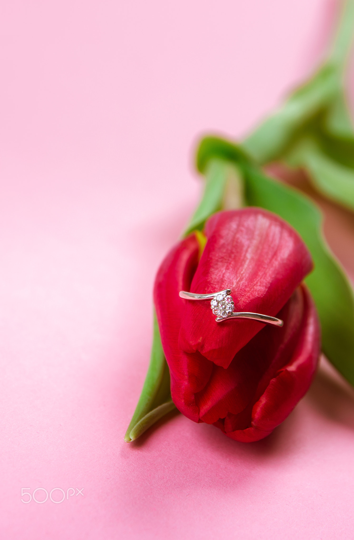 Diamond ring lies on red tulip on pink background with copy space