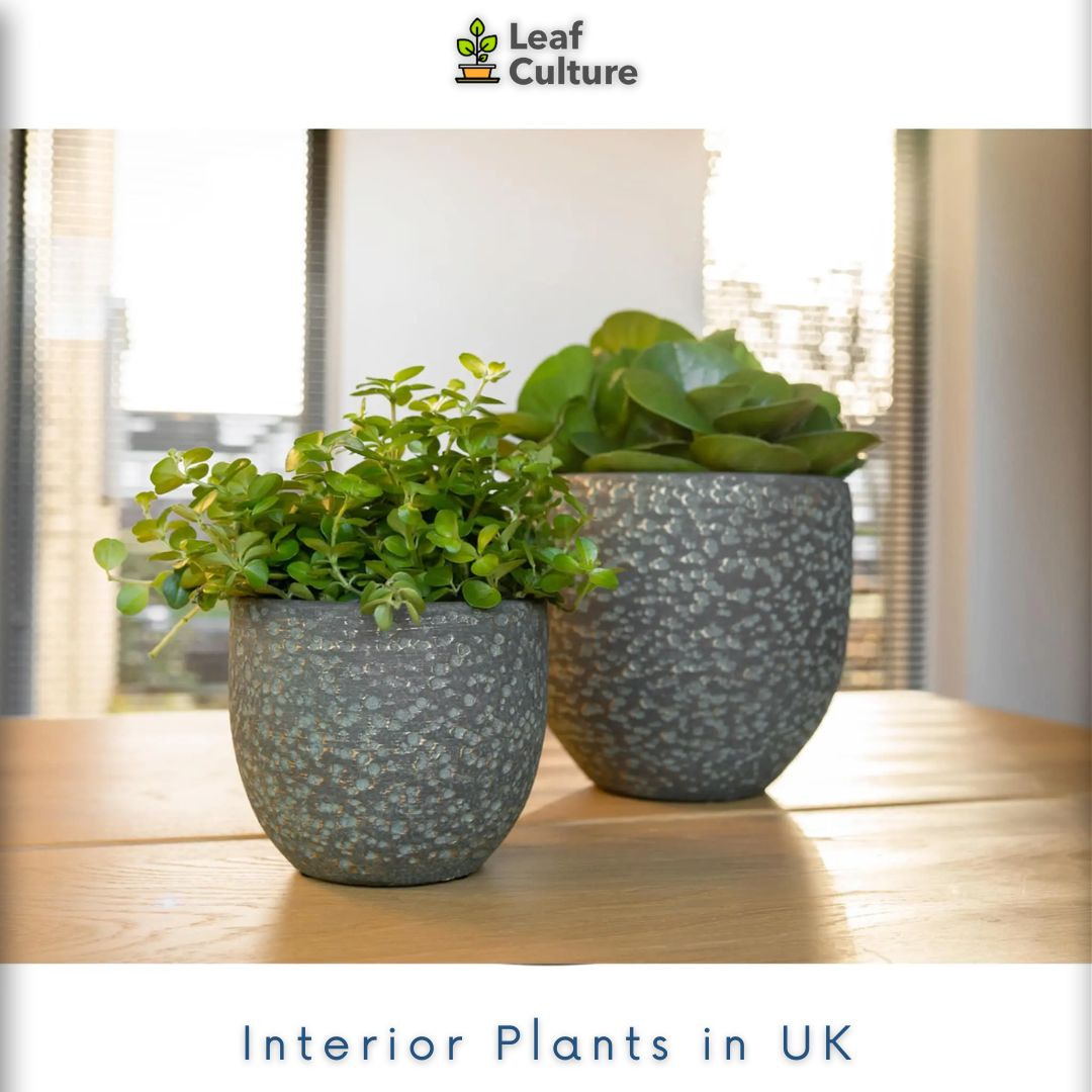 Best Collection of Interior Plants in UK