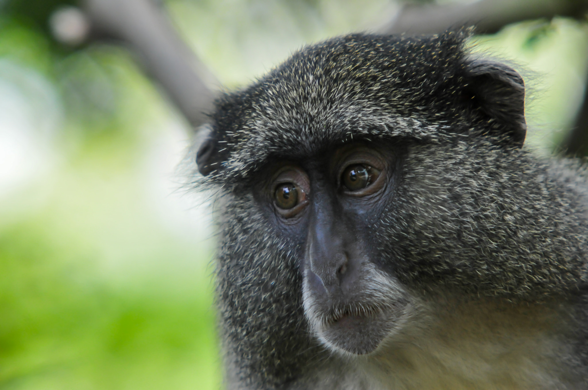 Samango monkey closeup Hwuhluwe reserve (South Africa) by Paul