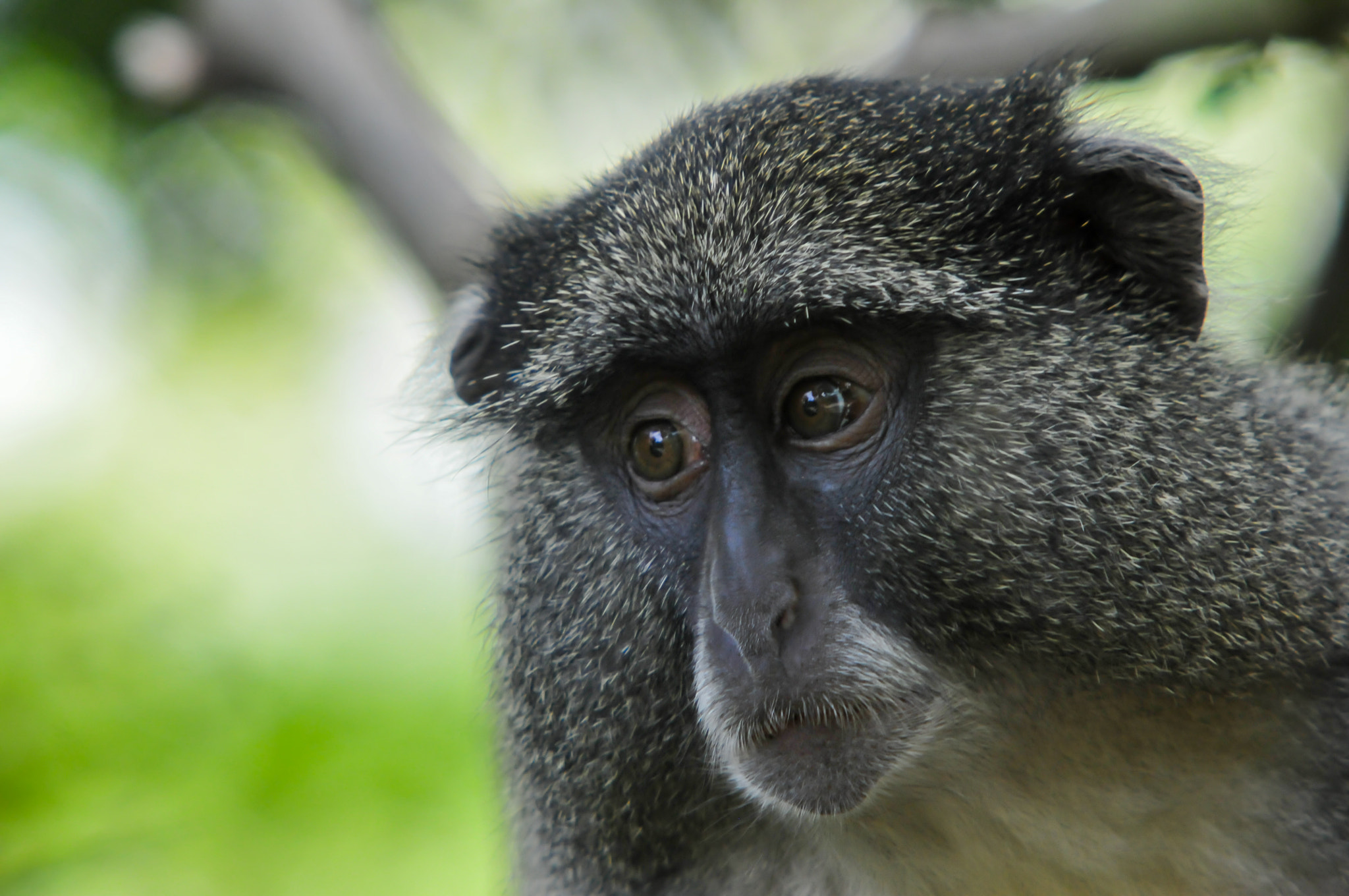 Samango monkey closeup @ Hwuhluwe reserve (South Africa) by Paul ...