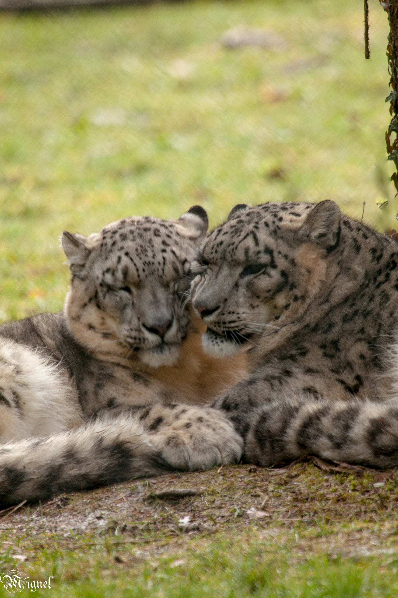 Canon EF 100-400mm F4.5-5.6L IS USM sample photo. Animals photography