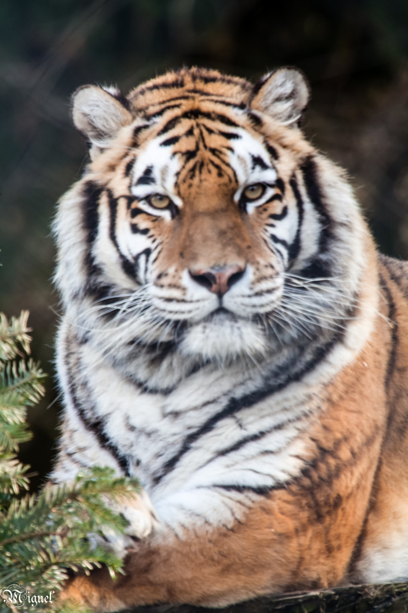 Canon EF 100-400mm F4.5-5.6L IS USM sample photo. Animals photography