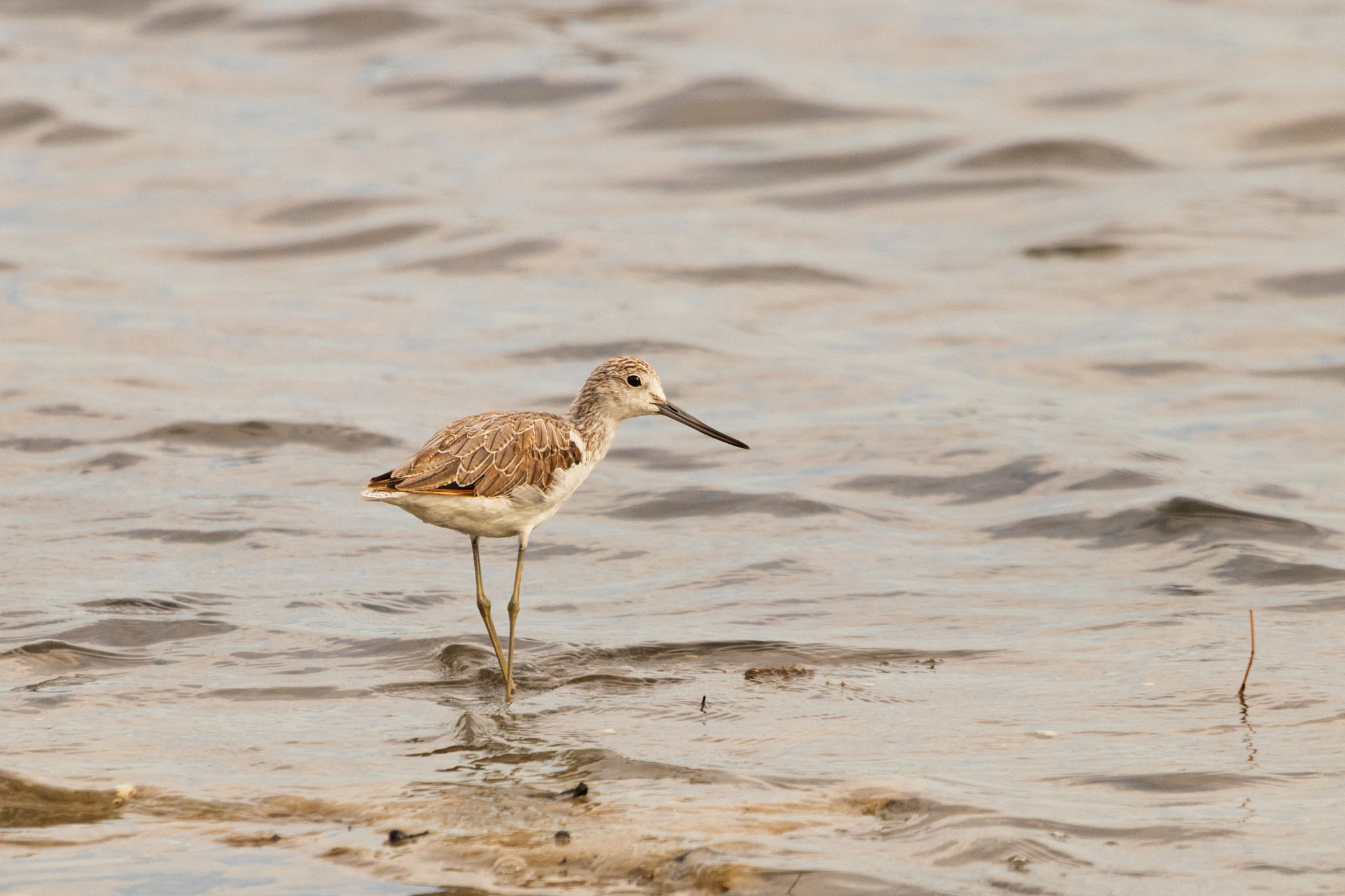 Common Greenshank by Paul Amyes on 500px.com