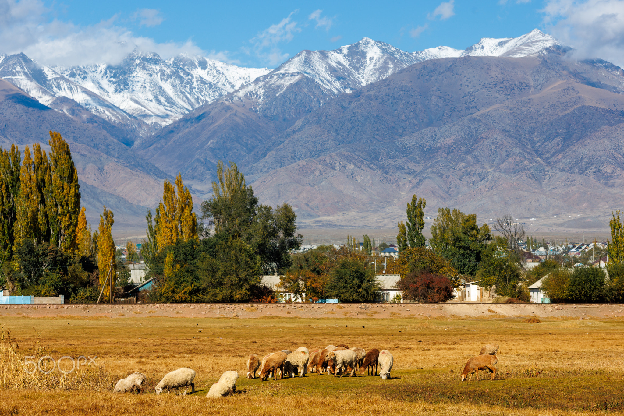 flock of sheep grazing in front of small Asian town under the mountains at sunny autumn afternoon