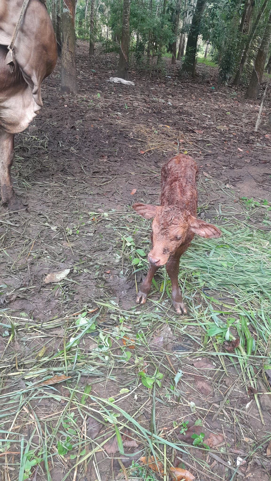 The calf wants to find its mother