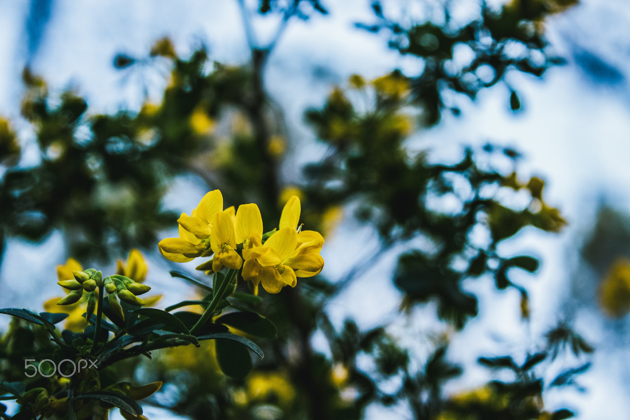 Serene Beauty: White and Yellow Flowers