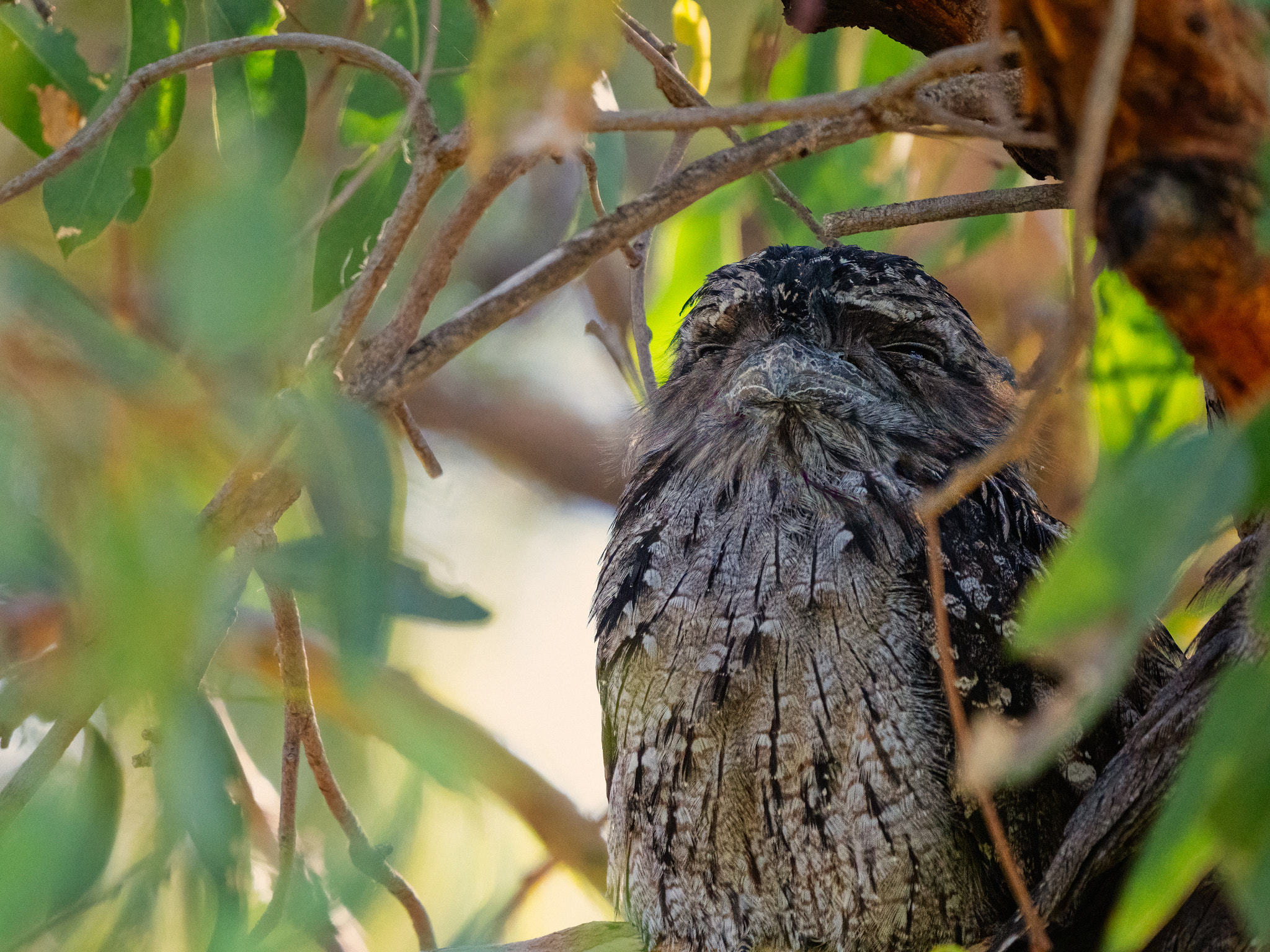 Kambekor by Paul Amyes on 500px.com