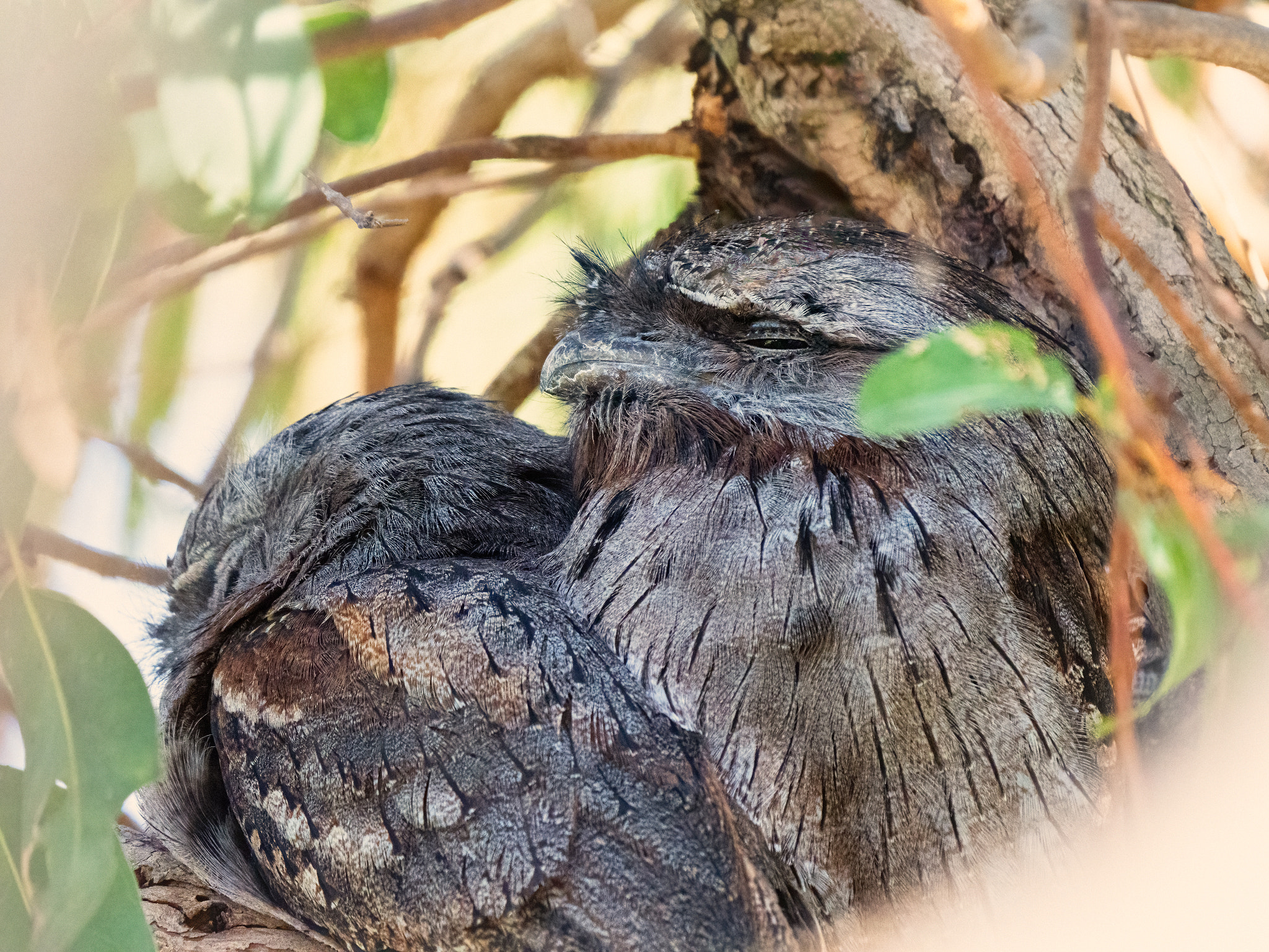 Kambekor by Paul Amyes on 500px.com