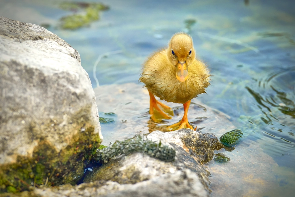 Spring pictures - I'm alone by Danny Iacob on 500px.com