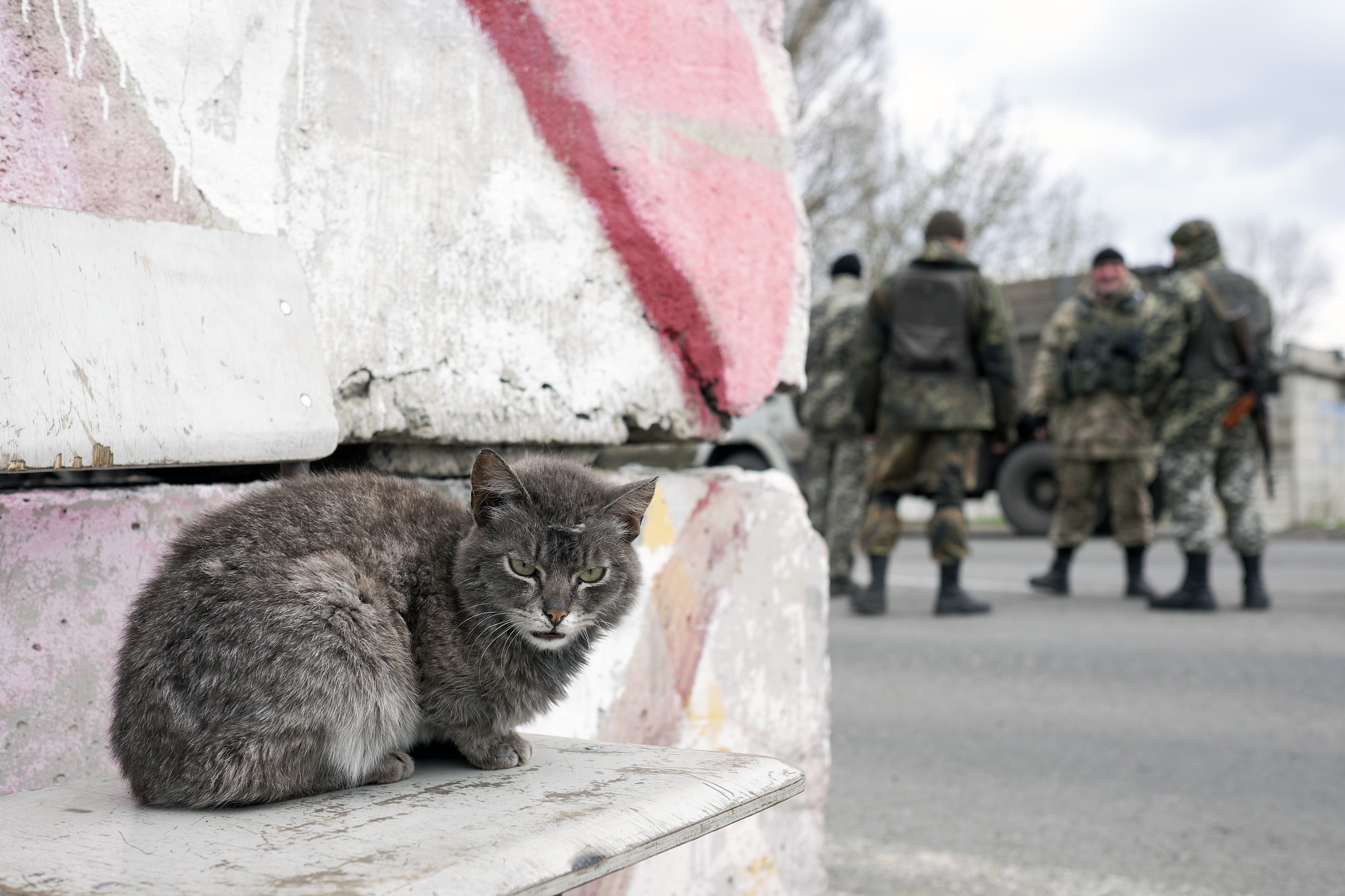 Cat in checkpoint, near to Pisky