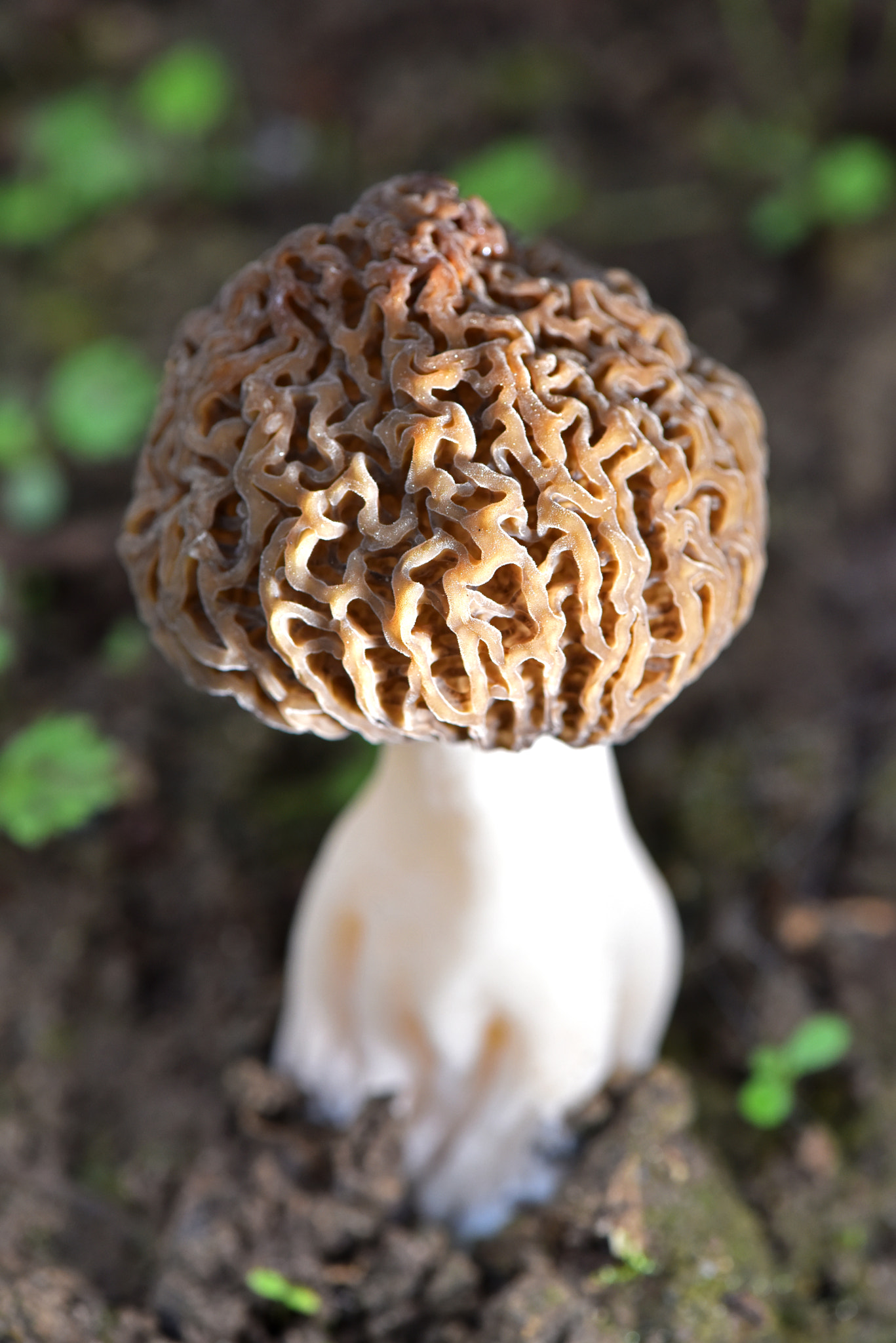 Close-up of mushroom growing on field