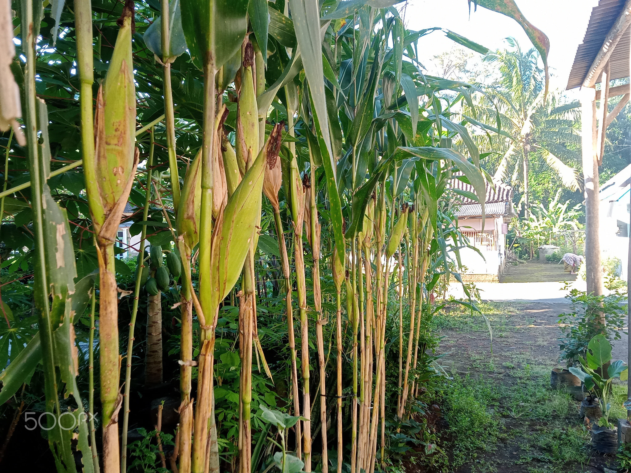 The Mighty Corn Plant