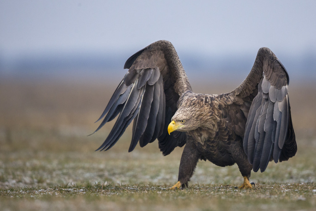 White-tailed eagle - Top 10 Largest Eagles In The World