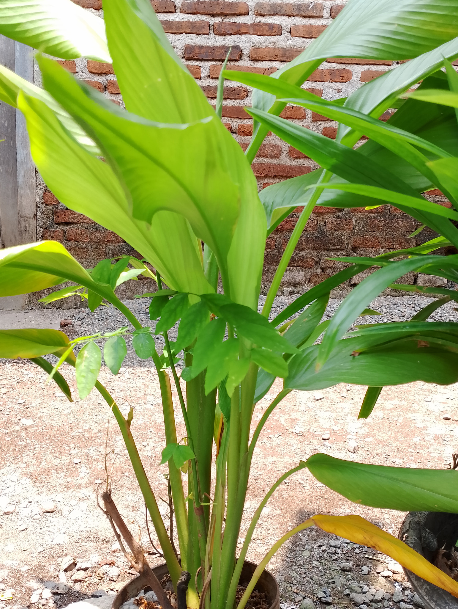 Turmeric plant