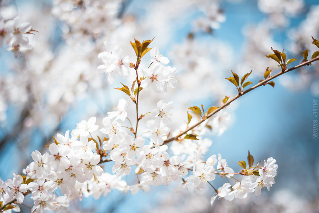 Cherry blossom by Andrey Baydak on 500px.com