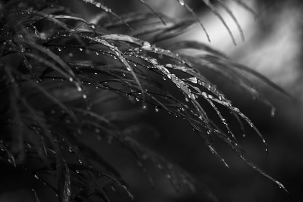 Grass in the rain by Ryo on 500px.com