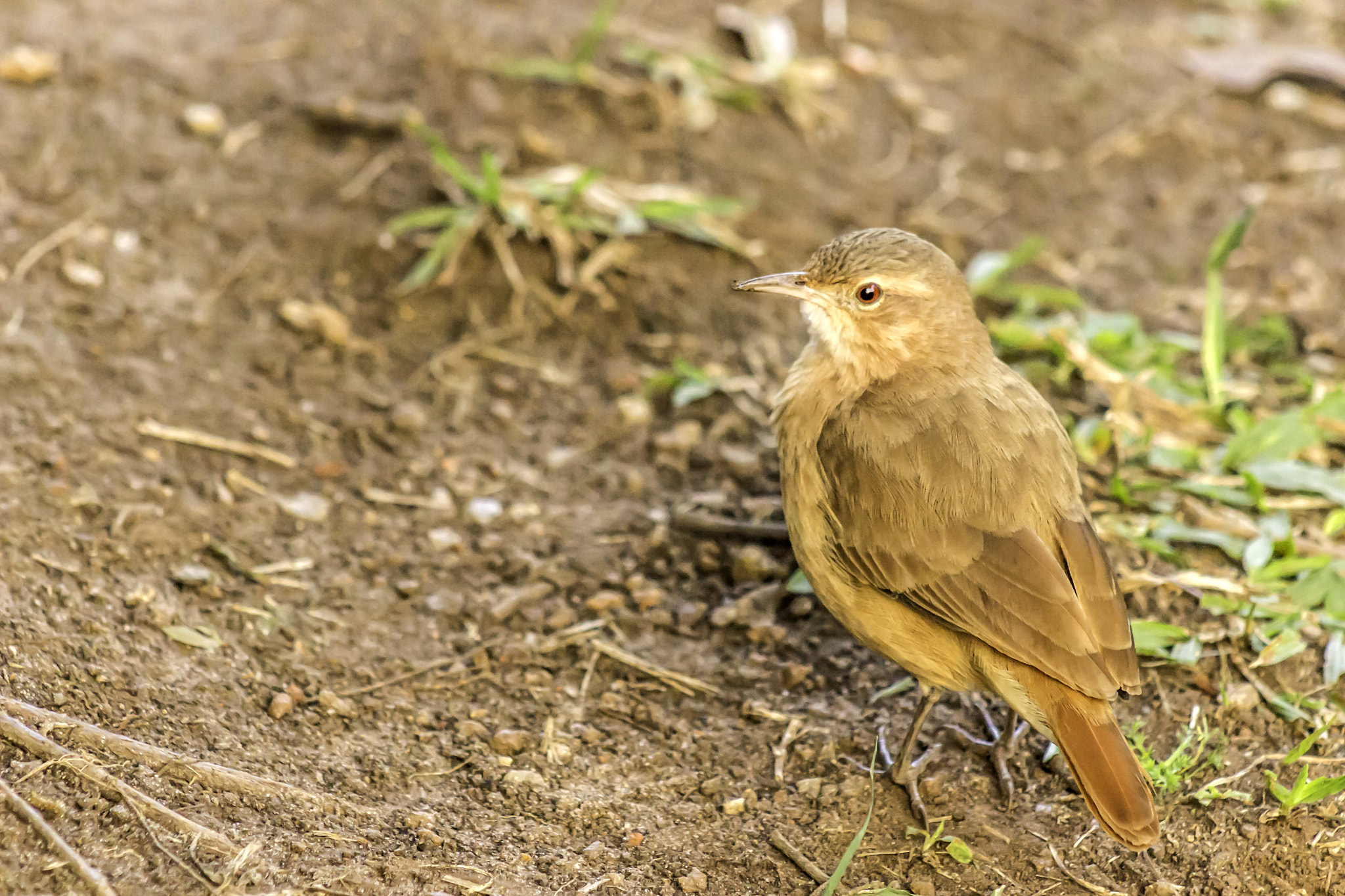 The rufous hornero (Furnarius rufus)