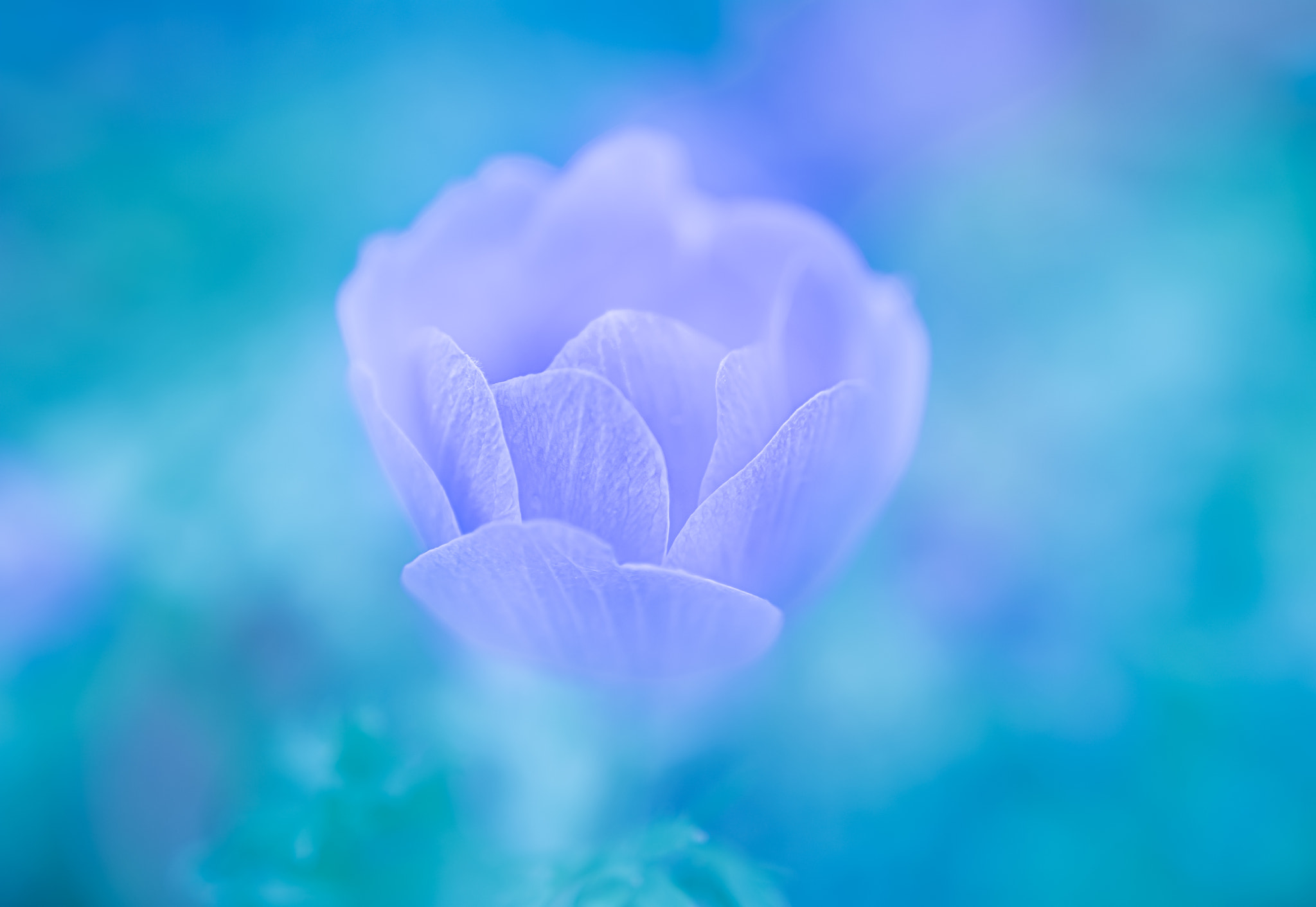 Blue gardens