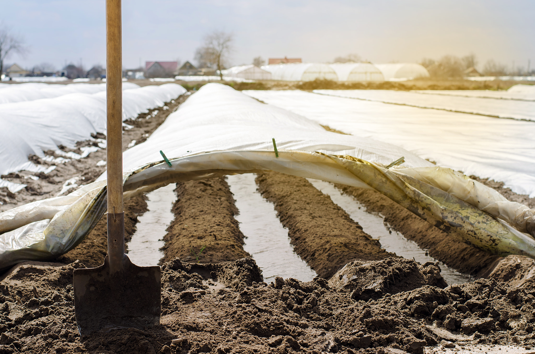 Irrigation rows under agrofibre in small greenhouses. Spunbond to protect against frost and keep hum