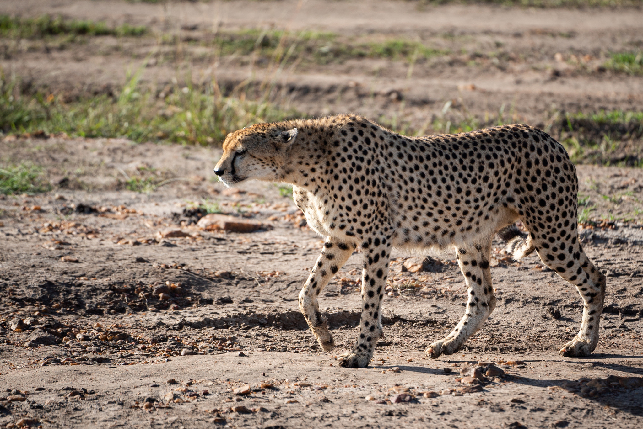 Wildlife Cheetah in Masai Mara