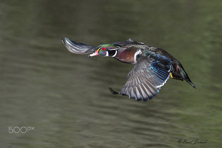 Wood duck drake flying by Paul Janosi / 500px