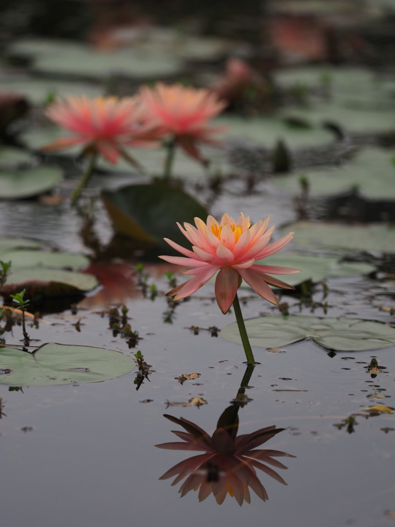 湖中睡莲的特写镜头by JZFL | 500px