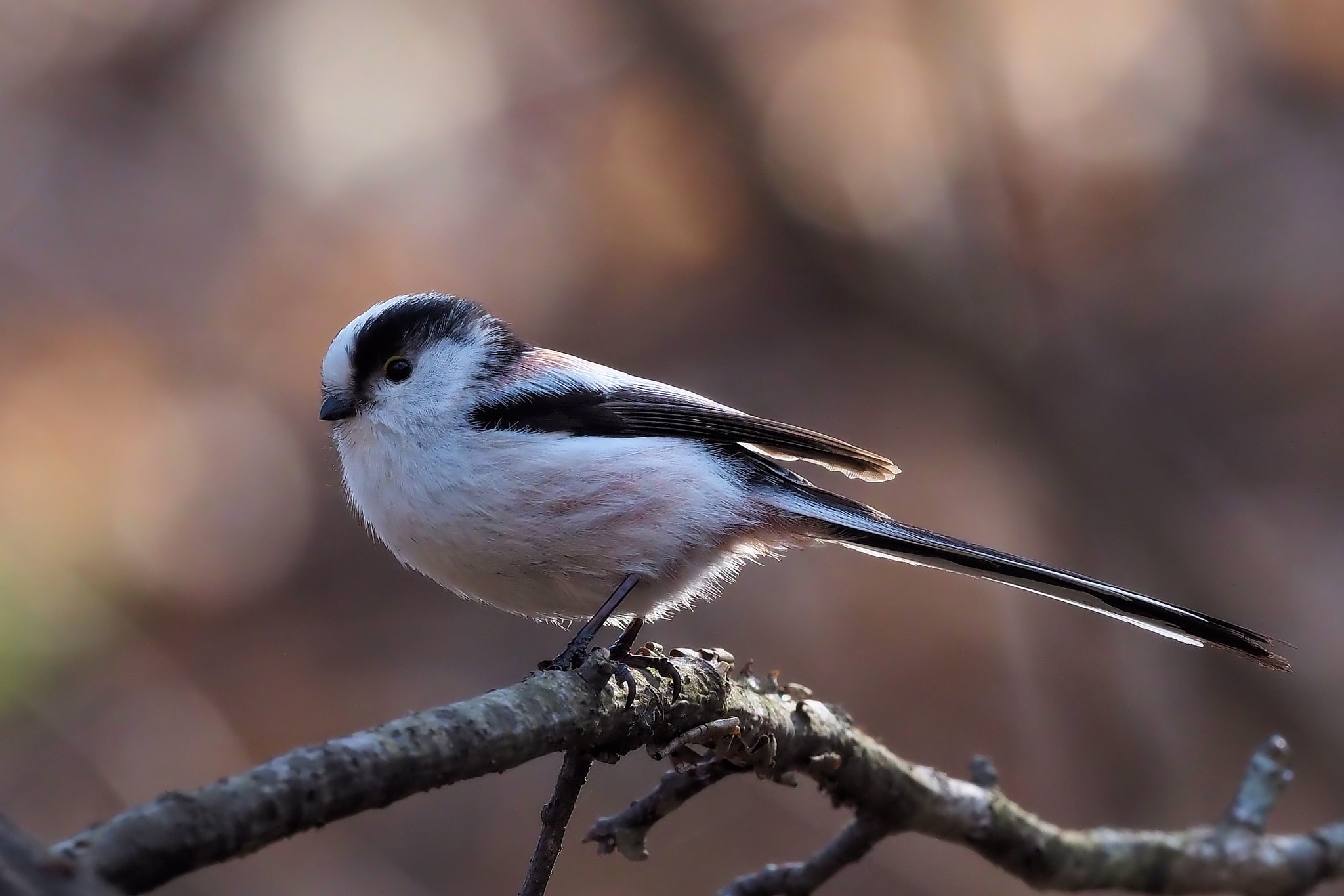kingfisher by shoji uno on 500px.com