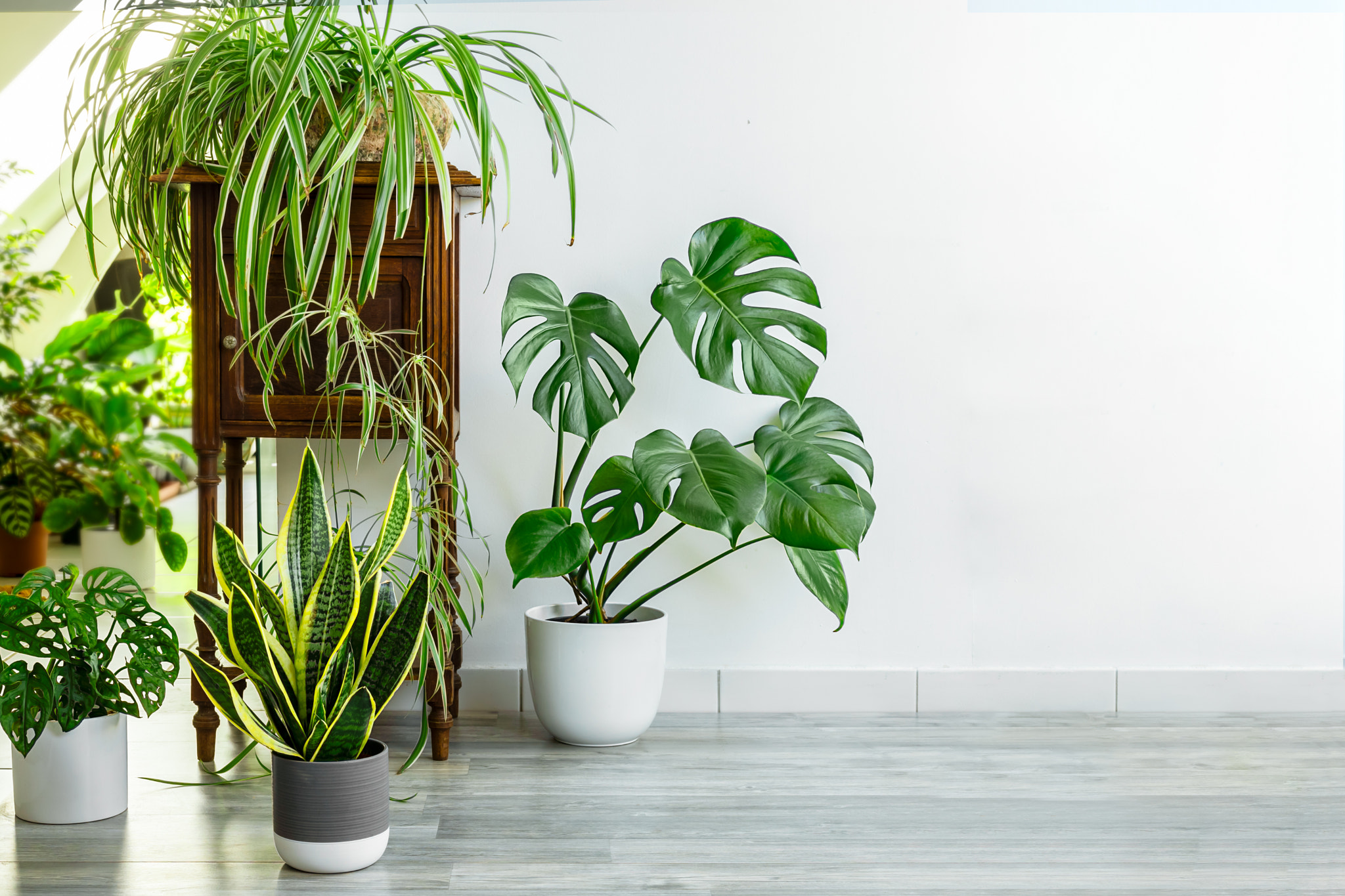 Close-up of potted plants on table against wall at home