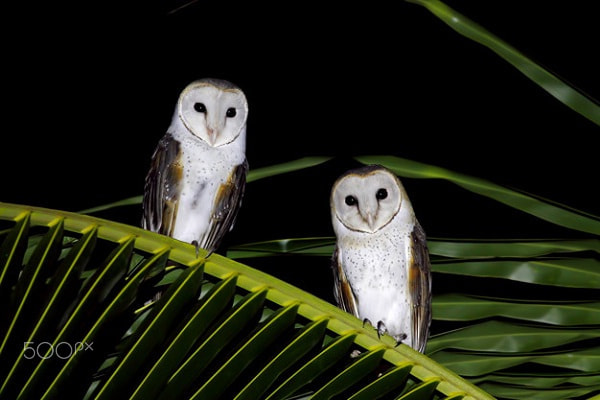 tyto alba, owl love