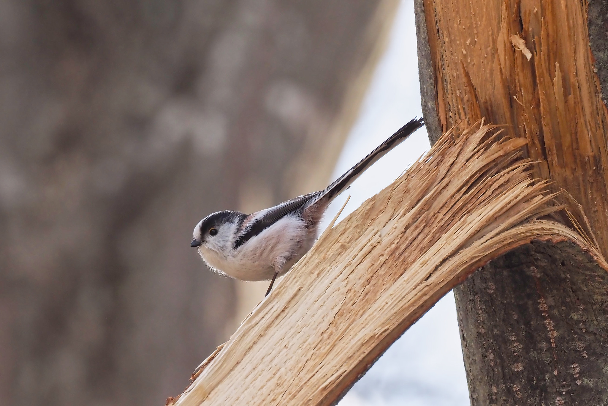 kingfisher by shoji uno on 500px.com
