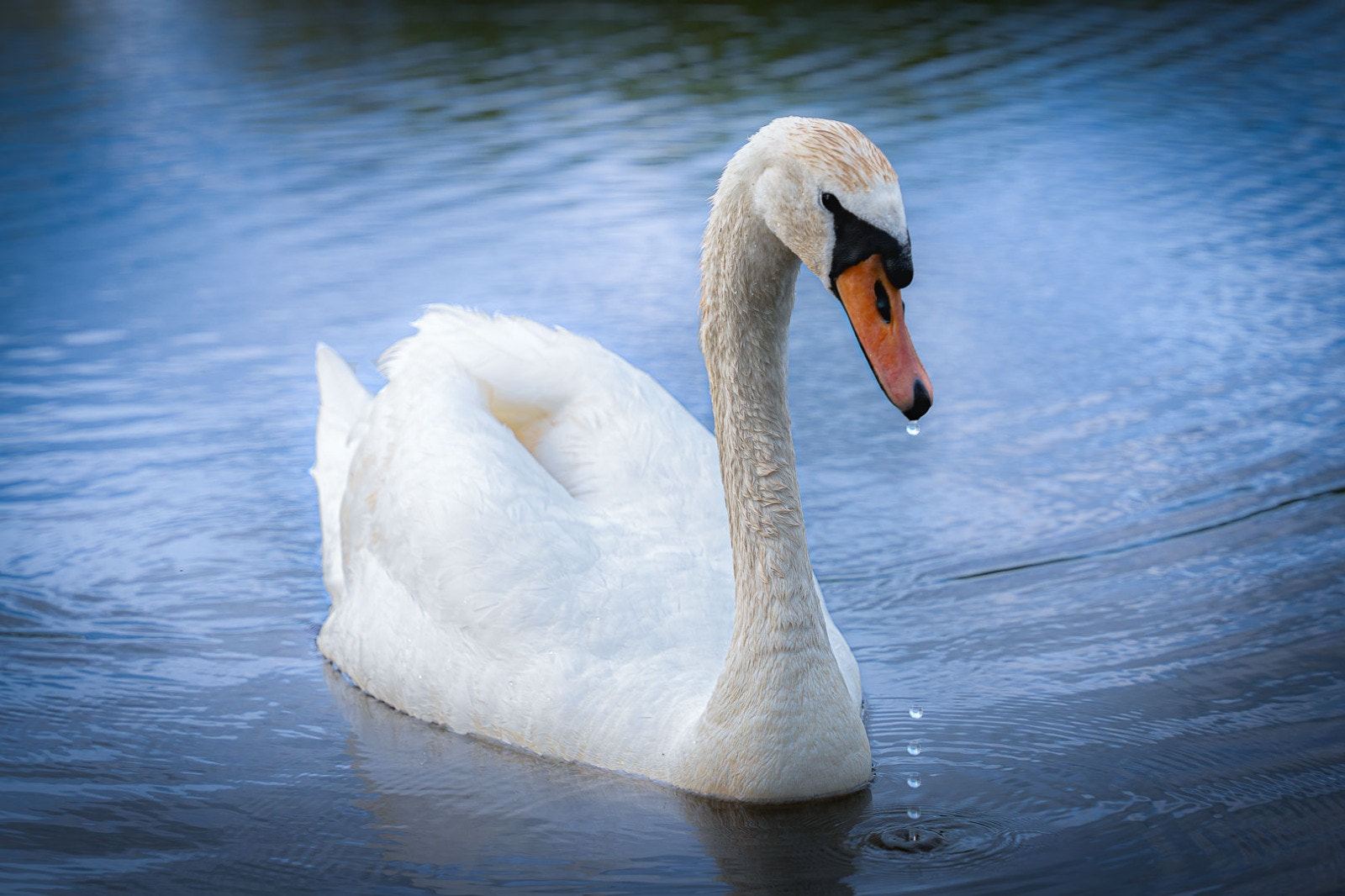 Beautiful  Swan \uD83E\uDDA2