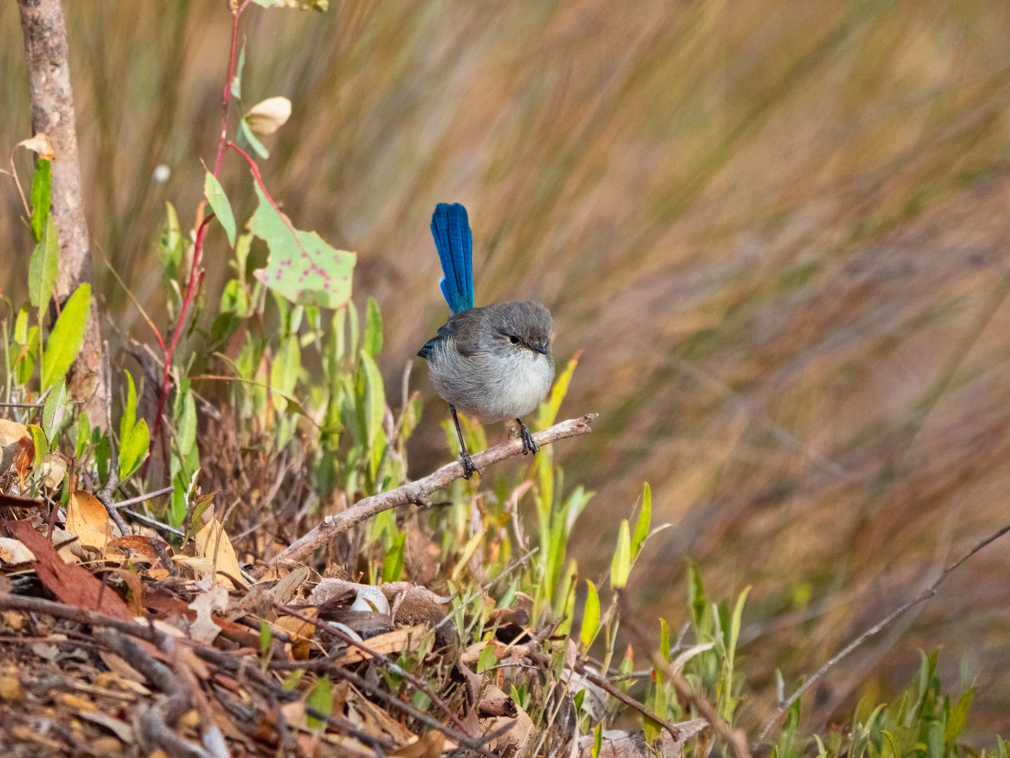 Djer-djer by Paul Amyes on 500px.com