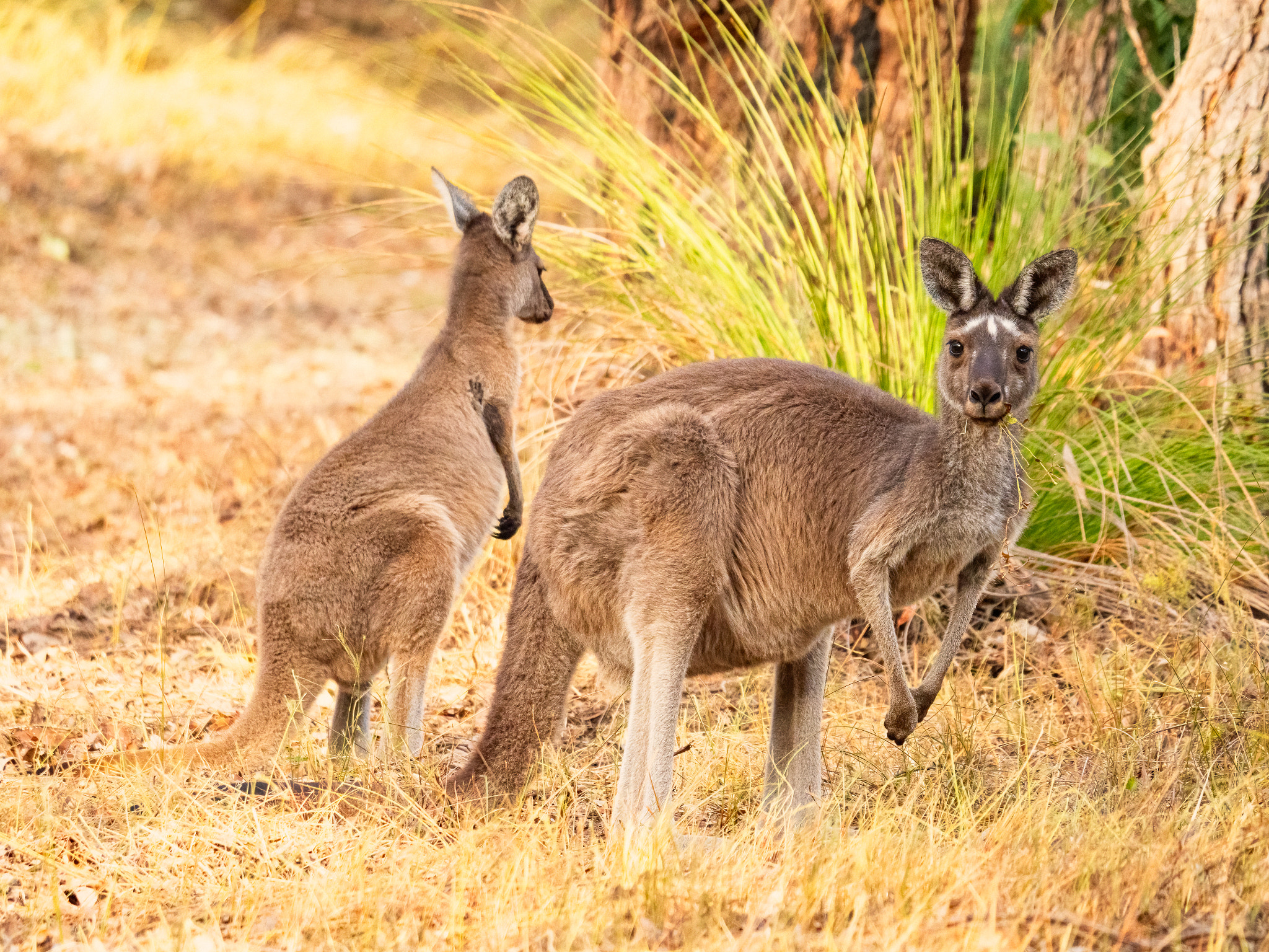 Yongka by Paul Amyes on 500px.com