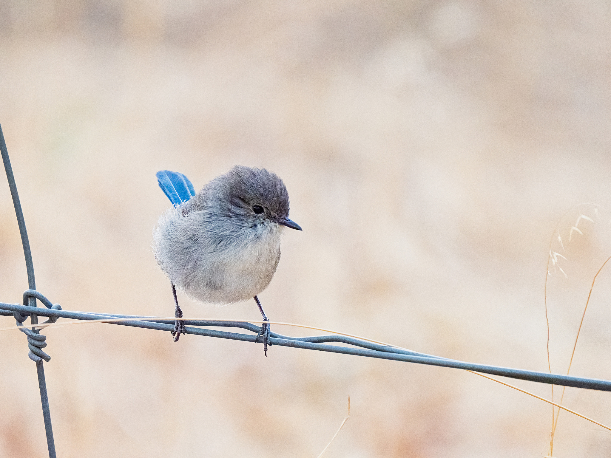 Djer-djer by Paul Amyes on 500px.com