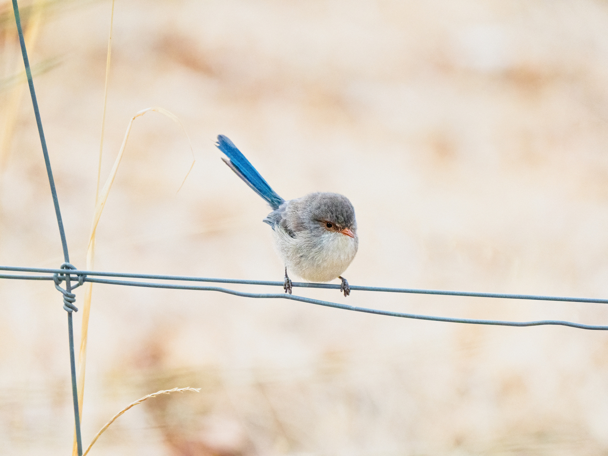 Djer-djer by Paul Amyes on 500px.com