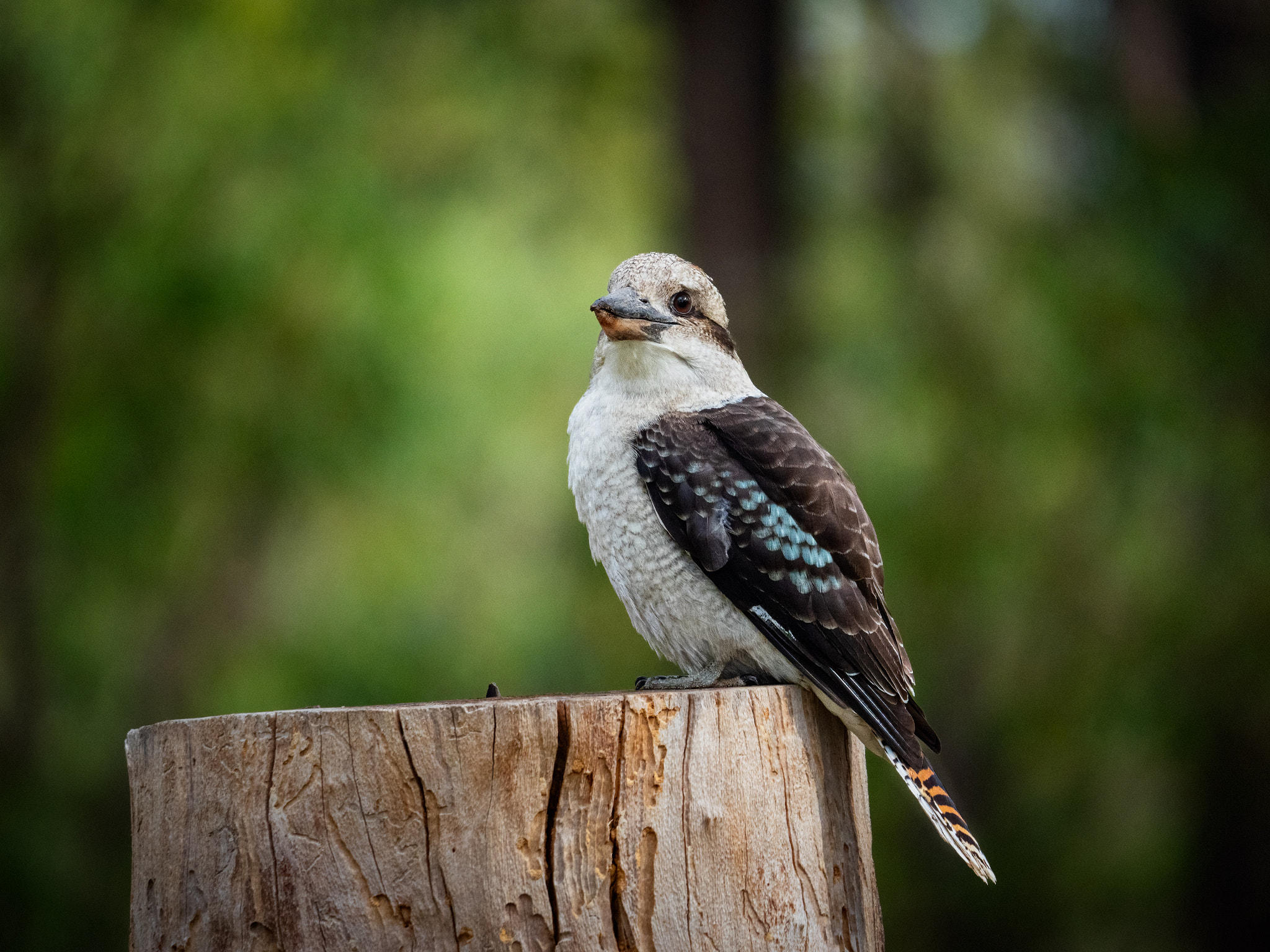Kaa-kaa by Paul Amyes on 500px.com
