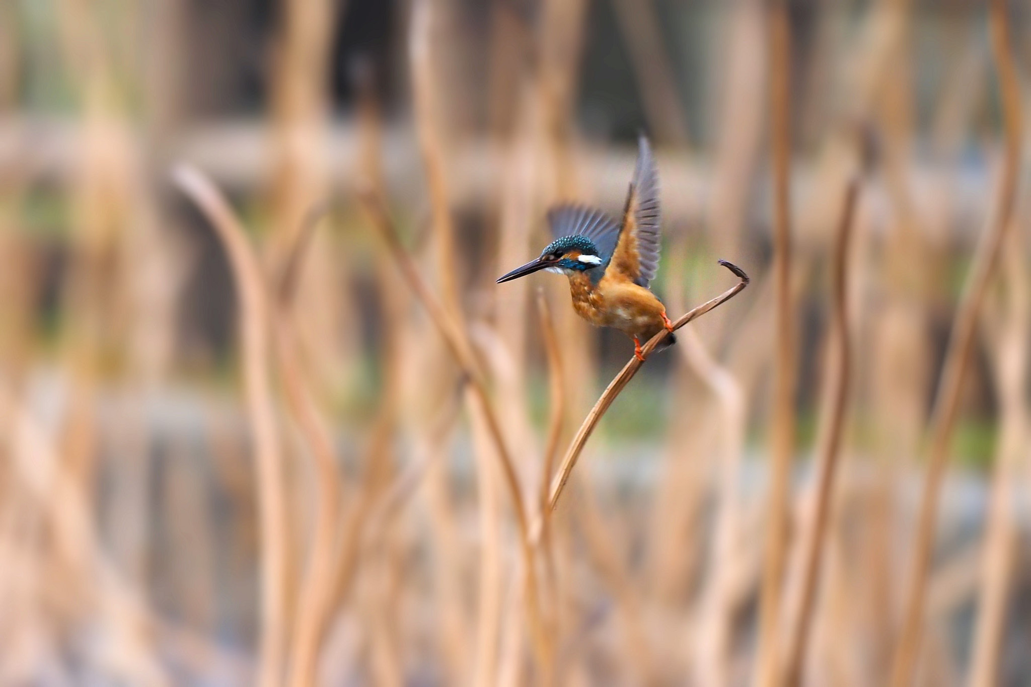 kingfisher by shoji uno on 500px.com