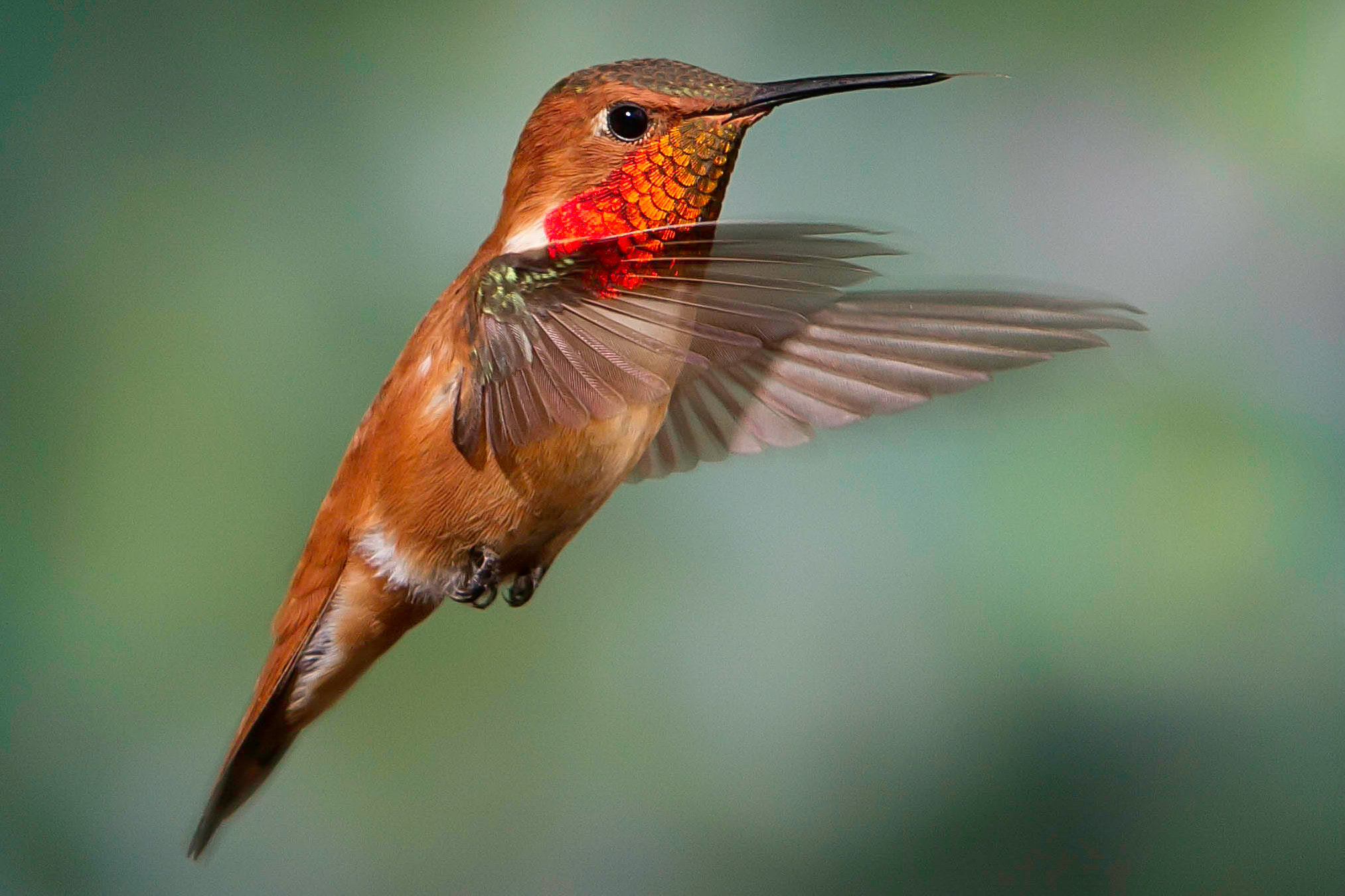 Rufous Hummingbird