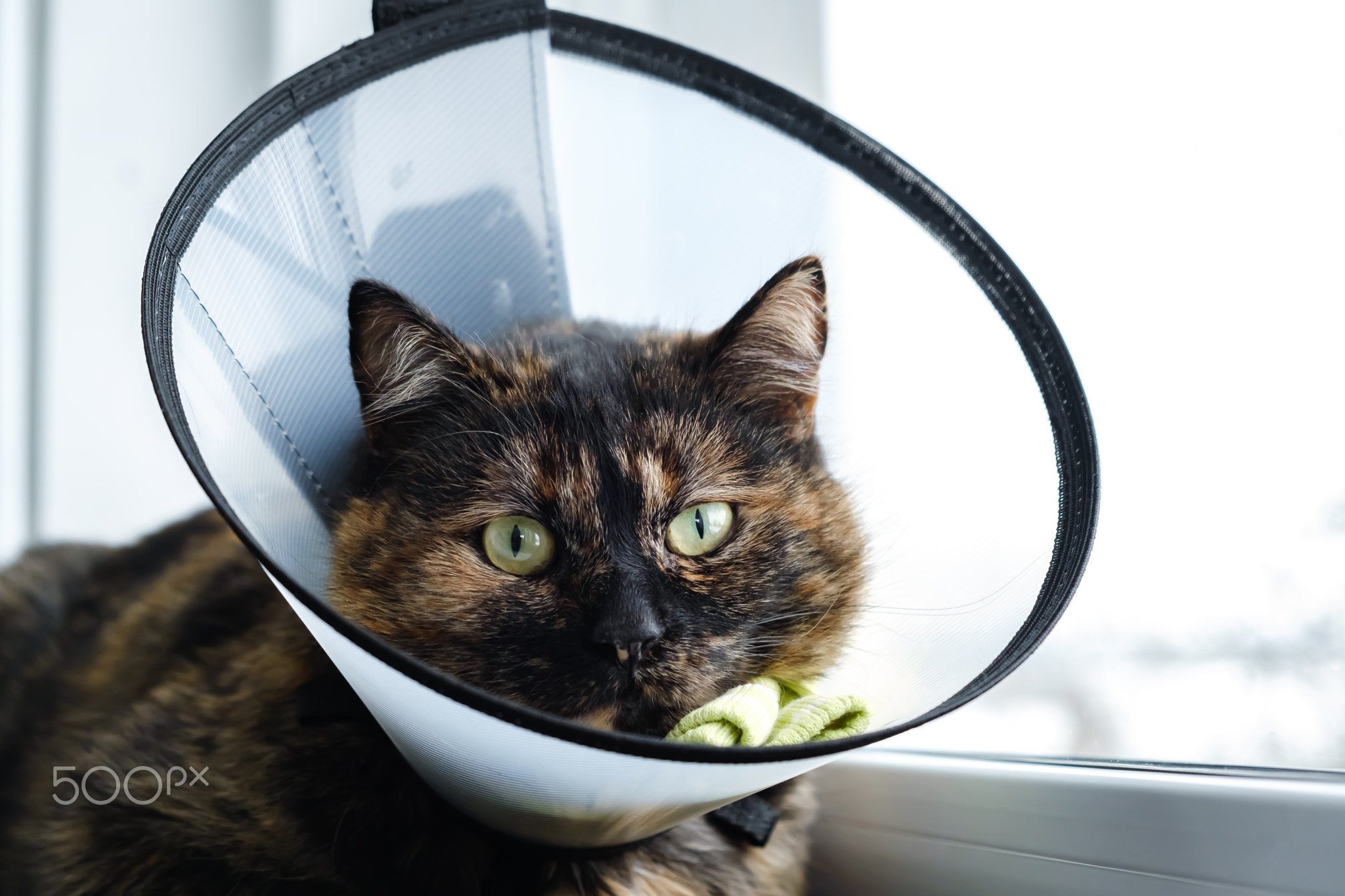 Domestic cat in a veterinary collar sits on windowsill looking at