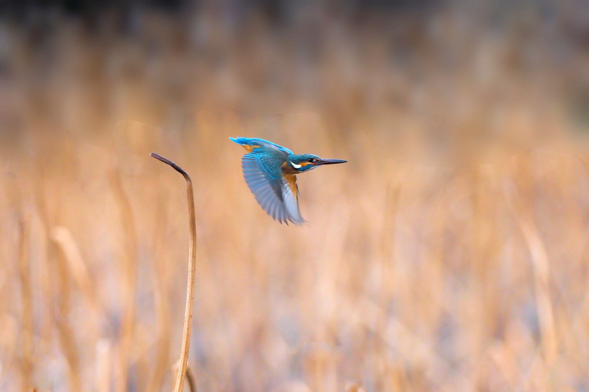 kingfisher by shoji uno on 500px.com